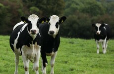 Irish farmers ask European Commission to suspend imports of beef from outside Europe