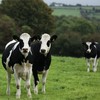 Irish farmers ask European Commission to suspend imports of beef from outside Europe