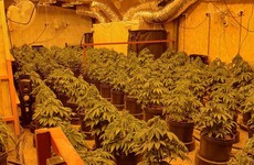 Man (20s) arrested after gardaí seize €122k worth of cannabis from growhouse