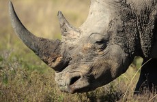 Limerick man wanted for alleged rhino horn trafficking willing to surrender himself to US authorities, court told