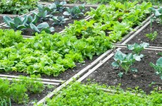 'People are upset': Councils close allotments because of Covid-19
