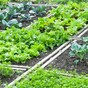 'People are upset': Councils close allotments because of Covid-19