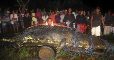 Photos: Meet the largest saltwater crocodile in the world*