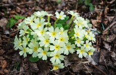 Wellness Wednesday: Mother Nature can help us cope with Covid-19 confinement. Time to walk, look and meditate!