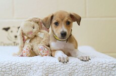 Please don't feed your dog Easter eggs, says Dogs Trust