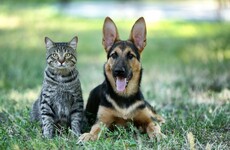 No indication that household pets are active transmitters of Covid-19, veterinary council says