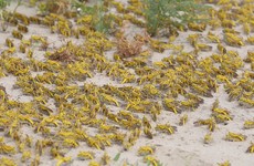 Locust swarms in Ethiopia creating food crisis for a million people