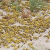 Locust swarms in Ethiopia creating food crisis for a million people