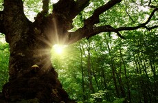 Your evening longread: Why old trees are crucial to fighting climate change