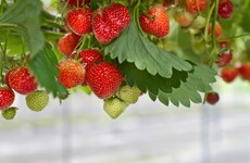 Taoiseach asks for review of travel restrictions after Keelings fruit pickers controversy