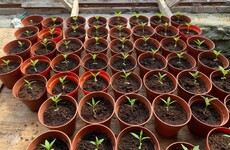 Over 250 suspected cannabis plants seized from grow house in Kerry