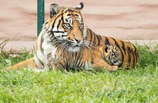 Fota Wildlife Park expecting losses of €3.5 million this year as coronavirus reality bites