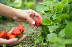Keelings controversy: Taoiseach says workers resident in Ireland may be called upon to pick summer crops