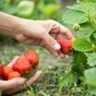 Keelings controversy: Taoiseach says workers resident in Ireland may be called upon to pick summer crops