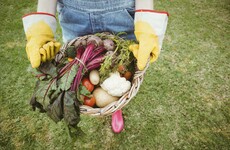 'The demand for labour is unaffected by the pandemic': Food producers under pressure as harvest season begins