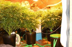 Five people arrested and cannabis worth €94,000 seized by gardaí