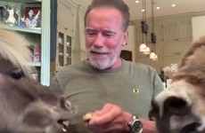 Sofa Watch: Let's all watch Arnold Schwarzenegger feed his donkey and miniature pet horse