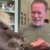 Sofa Watch: Let's all watch Arnold Schwarzenegger feed his donkey and miniature pet horse