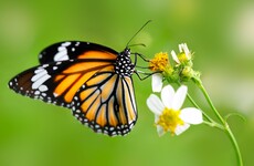 Earth has lost more than one quarter of land-dwelling insects in the past 30 years