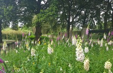 Reduce mowing and phasing out chemicals: Dublin City Council's plans for 'wilding' of landscape