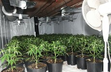 Gardaí find €400k worth of cannabis herb at Mayo growhouse