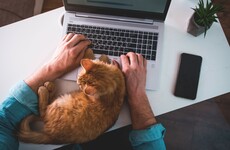 Poll: Are you more productive working from home?