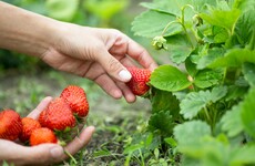 The hard graft of horticulture makes it difficult for the sector to grow