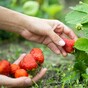 The hard graft of horticulture makes it difficult for the sector to grow