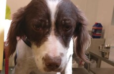 Thirty-three dogs seized by gardaí at Dublin port