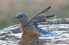 Build a bird bath or install a pond? This new free government guide will show how to promote wildlife in your garden