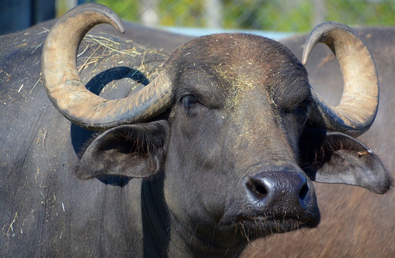 Astrolabe Algebraisk linned Man killed and two others injured after being attacked by water buffalo in  Wales