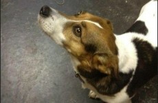 Is this your dog? Irish Rail appeals to owner of lost dog found on train