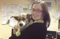 Happy ending: 'Patch' the dog reunited with owner after train journey