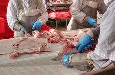 Ten clusters and 566 cases of Covid-19 have been identified at meat processing plants