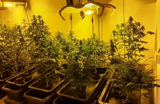 Gardaí discover concealed door leading to cannabis grow houses in Tipperary apartment