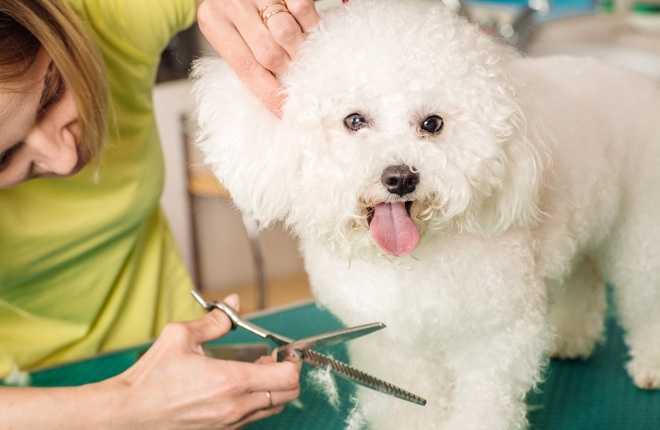 ISPCA says dog groomers can provide services for pets who need 'urgent' care