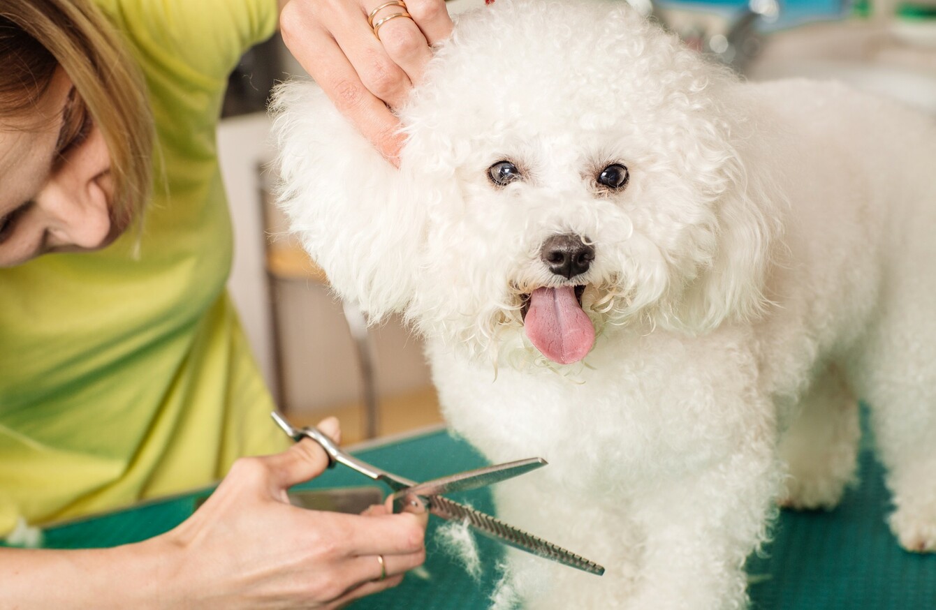 ISPCA says dog groomers can provide services for pets who need 'urgent