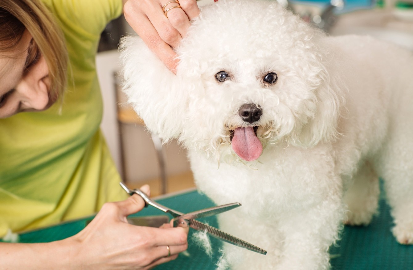 ISPCA Says Dog Groomers Can Provide Services For Pets Who Need urgent 