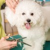 ISPCA says dog groomers can provide services for pets who need 'urgent' care