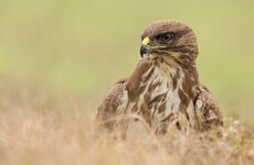 Conservationists slam 'horrific and illegal' mass poisoning of buzzards in Co Cork