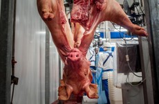 'Some took it seriously, some didn't': Covid-19 cases in meat plants labelled 'gravely serious'