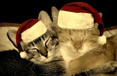Cosy up for the Christmas countdown...
