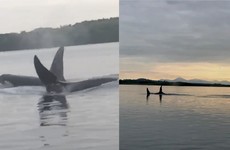 Killer whales spotted swimming alongside boat in Co Down