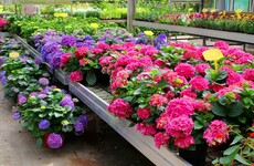 Poll: Will you go to a garden centre or DIY store this week?