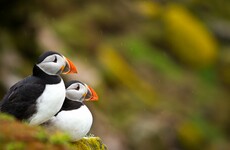 Great Saltee rat population to be 'eradicated' under plans to protect native seabirds