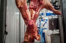 NPHET to meet to discuss Covid-19 outbreak in meat factories