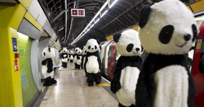 Panda Awareness Week Pic of the Day