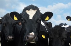 Ireland suspends beef exports to China after atypical BSE case confirmed
