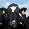 Ireland suspends beef exports to China after atypical BSE case confirmed