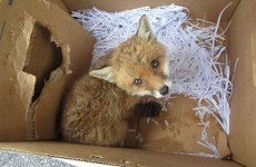 Public warned not to keep fox cubs as pets